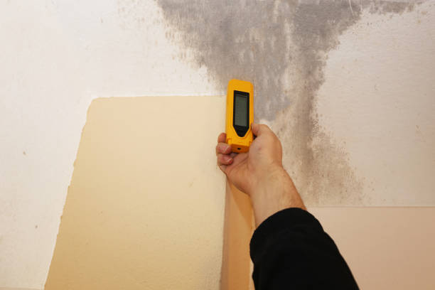 Best Attic Mold Removal  in Torrington, WY