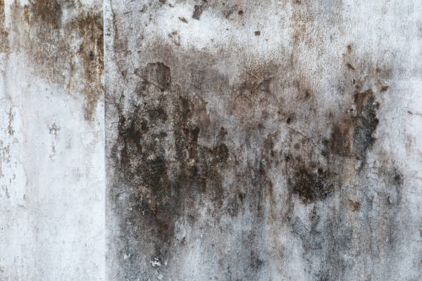  Torrington, WY Mold Removal Pros
