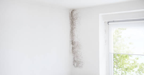Best Mold Removal for HVAC Installations  in Torrington, WY