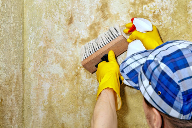 Best Forensic Mold Investigation  in Torrington, WY