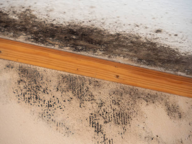 Best Water Damage & Mold Remediation  in Torrington, WY