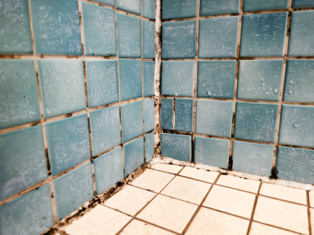 Best Comprehensive Air Testing for Mold Contaminants  in Torrington, WY