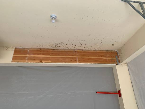 Best Post-Construction Mold Inspection  in Torrington, WY