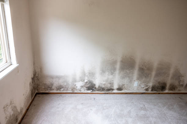 Best Biohazard Mold Removal  in Torrington, WY