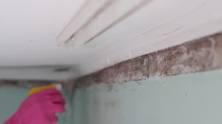 Best Residential Mold Inspection & Testing  in Torrington, WY